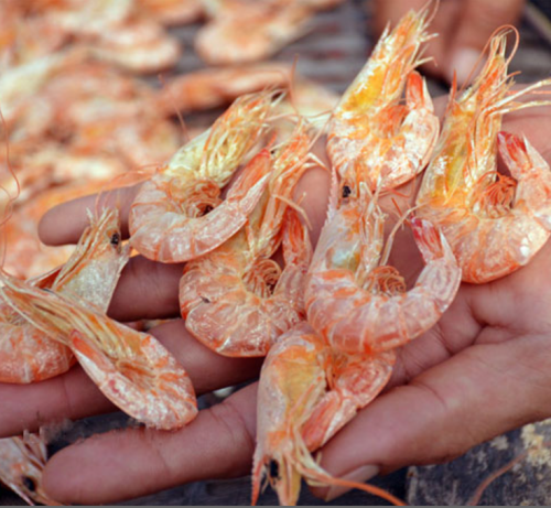 Tôm Đất Khô thiên nhiên Nguyên vỏ (500G) - Hình ảnh 4